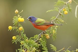 Images Dated 3rd March 2005: Painted Bunting - male South Florida, USA