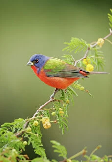 Bunting Collection: Painted Bunting - male South Florida, USA