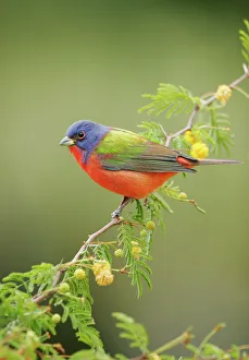 Images Dated 3rd March 2005: Painted Bunting - male South Florida, USA