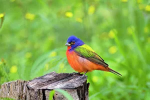 Bunting Collection: Painted Bunting (Passerina ciris) perched Date: 02-04-2021