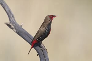 Painted Finch / Firetail, male perched