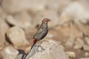 Painted Finch - perched on rock - Donkey Creek near Canteen Creek Aboriginal Community - Northern Territory - Australia