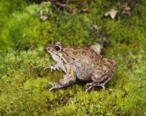 Painted Frog