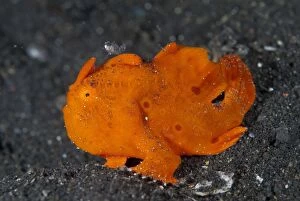 Images Dated 9th September 2007: Painted Frogfish