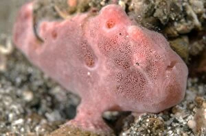 Images Dated 17th August 2008: Painted Frogfish