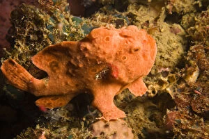 Painted Frogfish (Antennarius pictus), Scuba
