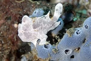Images Dated 2nd November 2004: Painted Frogfish on blue sponge