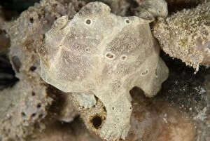 Painted Frogfish camouflaged amongst brown sponges