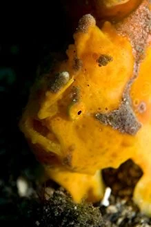 Painted Frogfish camouflaged like a sponge