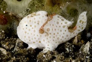 Painted Frogfish with lure extended