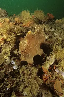 Painted frogfish - often found near spongesAmbon, Indonesia SND01703