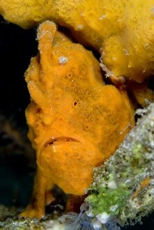 Images Dated 7th September 2007: Painted Frogfish by sponge