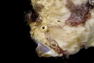 Painted Frogfish yawning