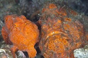 Images Dated 8th February 2009: Painted Frogfishes - baby and adult - Indonesia