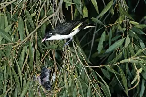 Honeyeater Prints: Painted Honeyeater - at nest with chicks - Australia