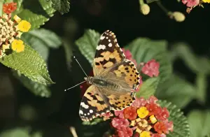 Painted Lady Prints: Painted Lady Butterfly DE 1213 Vanessa cardui © M. D. England / ardea. com