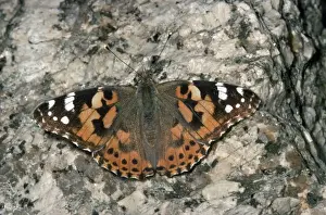 Painted Lady Butterfly