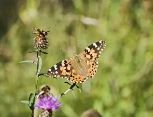 Painted Lady Prints: Painted Lady Butterfly Bedfordshire UK 003218