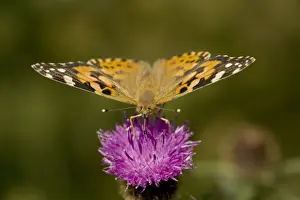 Lady Prints: Painted Lady Butterfly - England - UK - On thistle blossum where commonly found - Migrates to Britain from southern