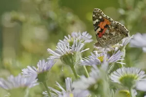 Painted Lady Butterfly - feeding on Erigeron Daisy Venessa cardui Essex, UK IN001247 Date: 02-Aug-19