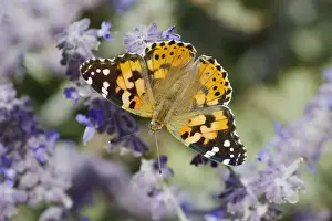 Painted Prints: Painted Lady Butterfly - feeding on Lavender flower Venessa cardui Essex, UK IN001293
