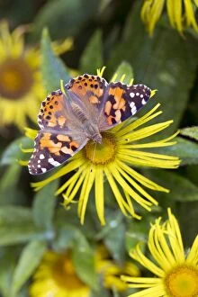 Painted Lady Butterfly - on flower in summer - UK