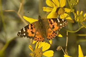 Painted Lady Prints: Painted Lady Butterfly - sitting on a bright yellow blooming Brittlebush - Anza Borrego Desert State Park