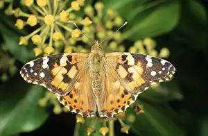Hedgerows Prints: Painted Lady Butterfly UK