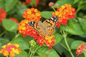 Painted Prints: Painted Lady (Vanessa cardui) on Red Spread Lantana (Lantana camara) Marion County
