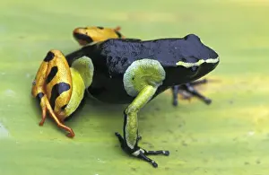 Madagascar Prints: Painted Mantella - Andasibe - Mantadia National Park - Madagascar