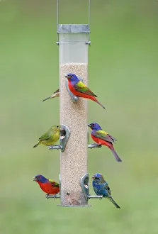 Images Dated 3rd March 2005: Painted, Passerina ciris and Indigo - at bird feeder south Florida, USA