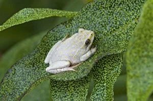 Insectivore Gallery: Painted Reed Frog resting on leaf of exotic tree