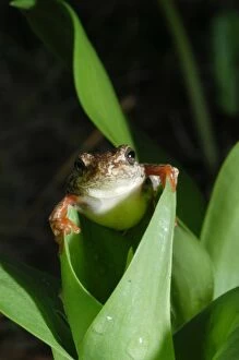 Images Dated 8th December 2004: Painted Reed Frog - sitting on leaf Okavango Delta Botswana Africa