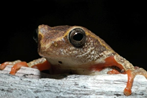 Images Dated 8th December 2004: Painted Reed Frog - sitting on log Okavango Delta Botswana Africa