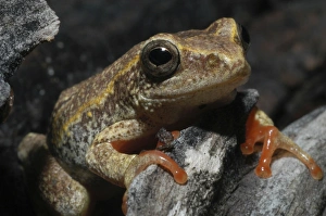 Images Dated 8th December 2004: Painted Reed Frog - sitting on log Okavango Delta Botswana Africa