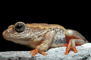 Images Dated 8th December 2004: Painted Reed Frog - Sitting on log Okavango Delta Botswana Africa