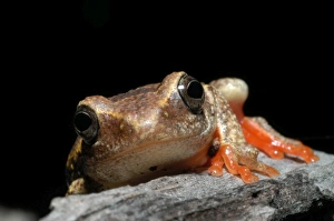 Images Dated 8th December 2004: Painted Reed Frog - sitting on log Okavango Delta Botswana Africa