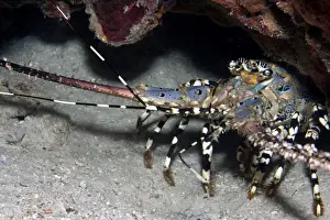 Lobster Prints: Painted Rock Lobster - Malaysia