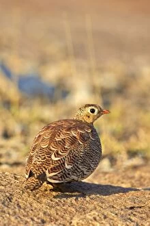 Images Dated 12th March 2015: Painted Sandgrouse adult male