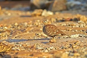 Images Dated 12th March 2015: Painted Sandgrouse female