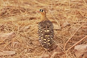 Images Dated 9th March 2008: Painted Sandgrouse Ranthambhor National Park, India
