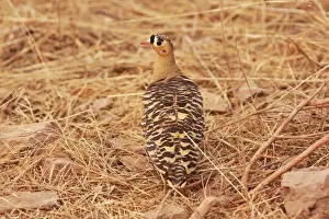 Painted Sandgrouse Ranthambhor National Park, India