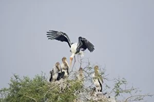 Painted Stork - adult arriving at nest