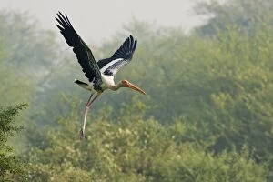 Images Dated 23rd October 2008: Painted Stork - in flight
