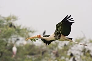 Painted Stork - in flight with nest material