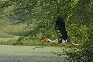 Images Dated 23rd October 2008: Painted Stork - in flight with nest material