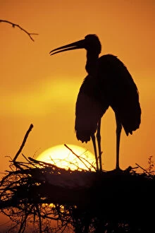 Images Dated 31st August 2011: Painted Stork (Ibis leucocephalus)