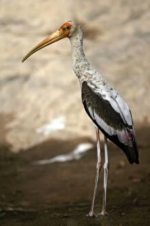 Images Dated 22nd May 2006: Painted Stork Ranthambhore NP, Rajasthan, India