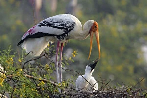 Nesting Gallery: Painted Stork & youn one, Keoladeo National