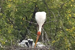 Images Dated 22nd October 2008: Painted Stork - with young at nest